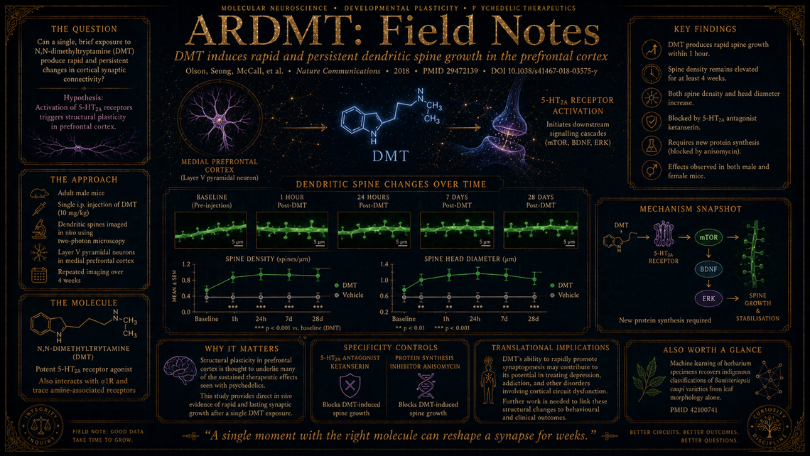 Strassman's IV DMT protocol: the dataset that still sets the dose