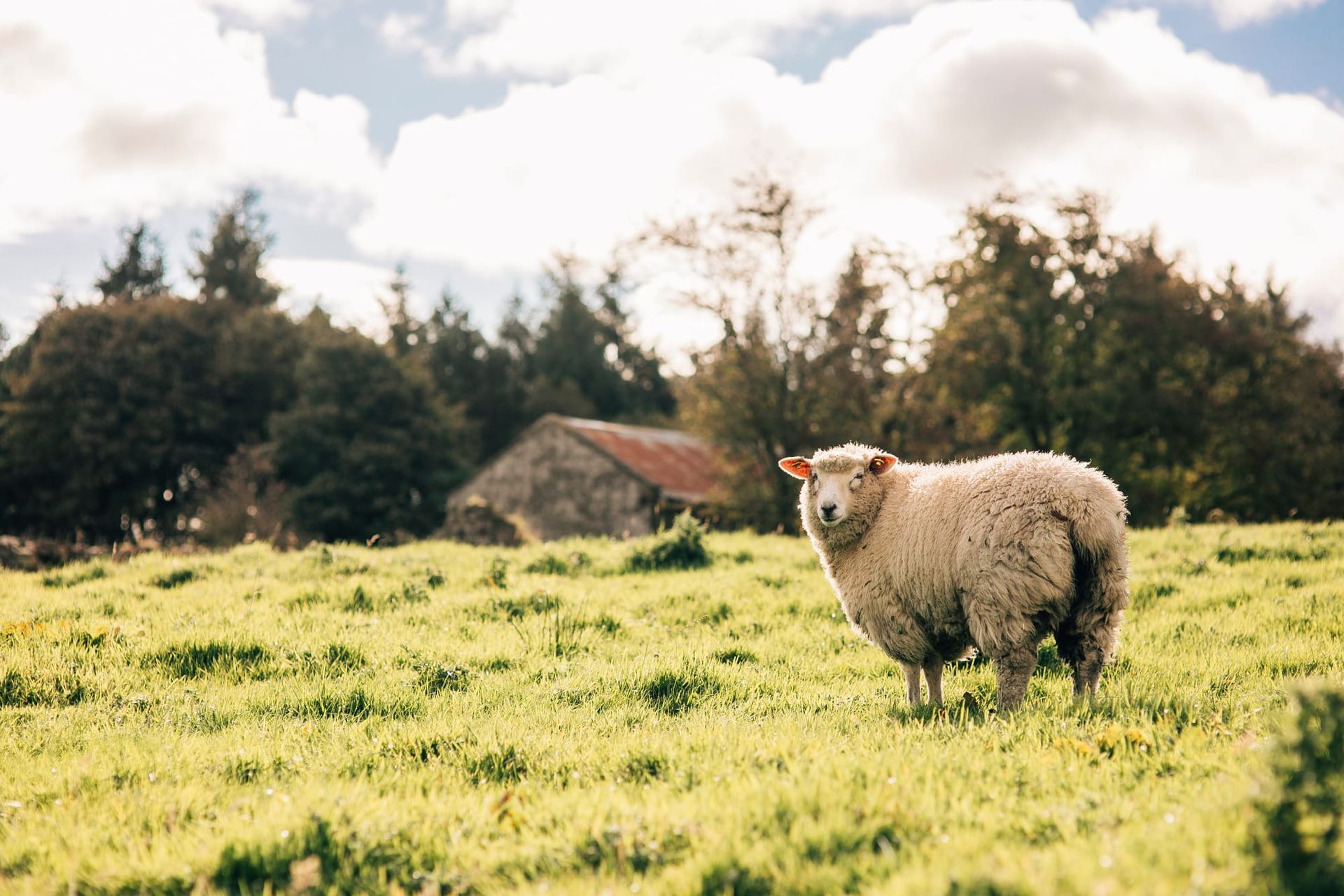 From Farm to Yarn: Blátnaid Gallagher’s Mission to Revive Galway Wool