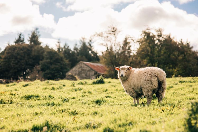 From Farm to Yarn: Blátnaid Gallagher’s Mission to Revive Galway Wool