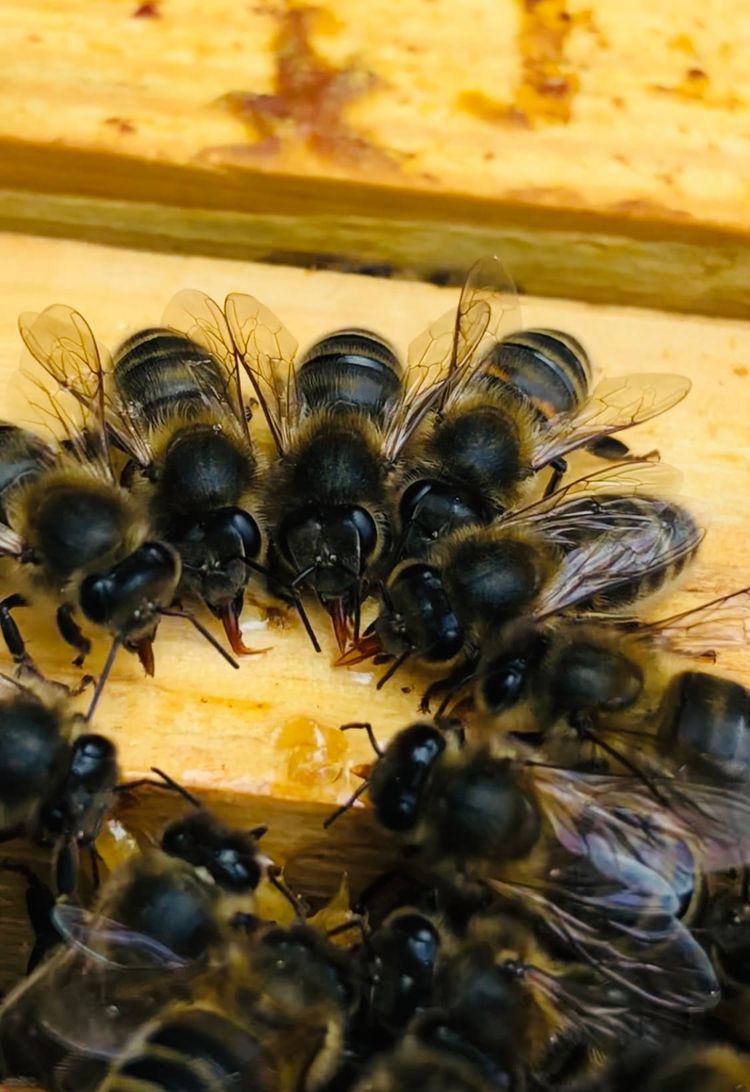 This National Bee Day, Meet Vickie and the Beehives