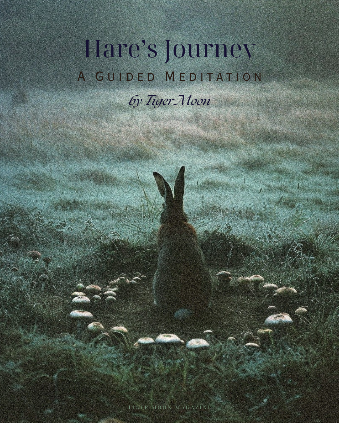 Hare's Journey: a guided meditation