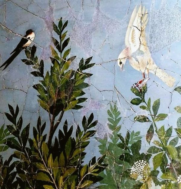 Paloma (Dove)
