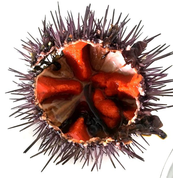 European Sea Urchin