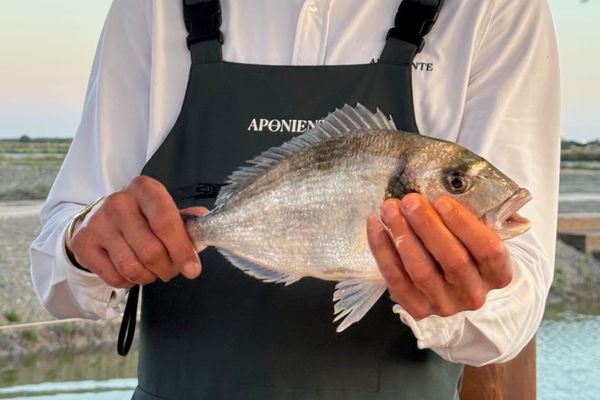 Aponiente 2026 Review: Ángel León’s Tide Mill Reaches Further Into the Marshes