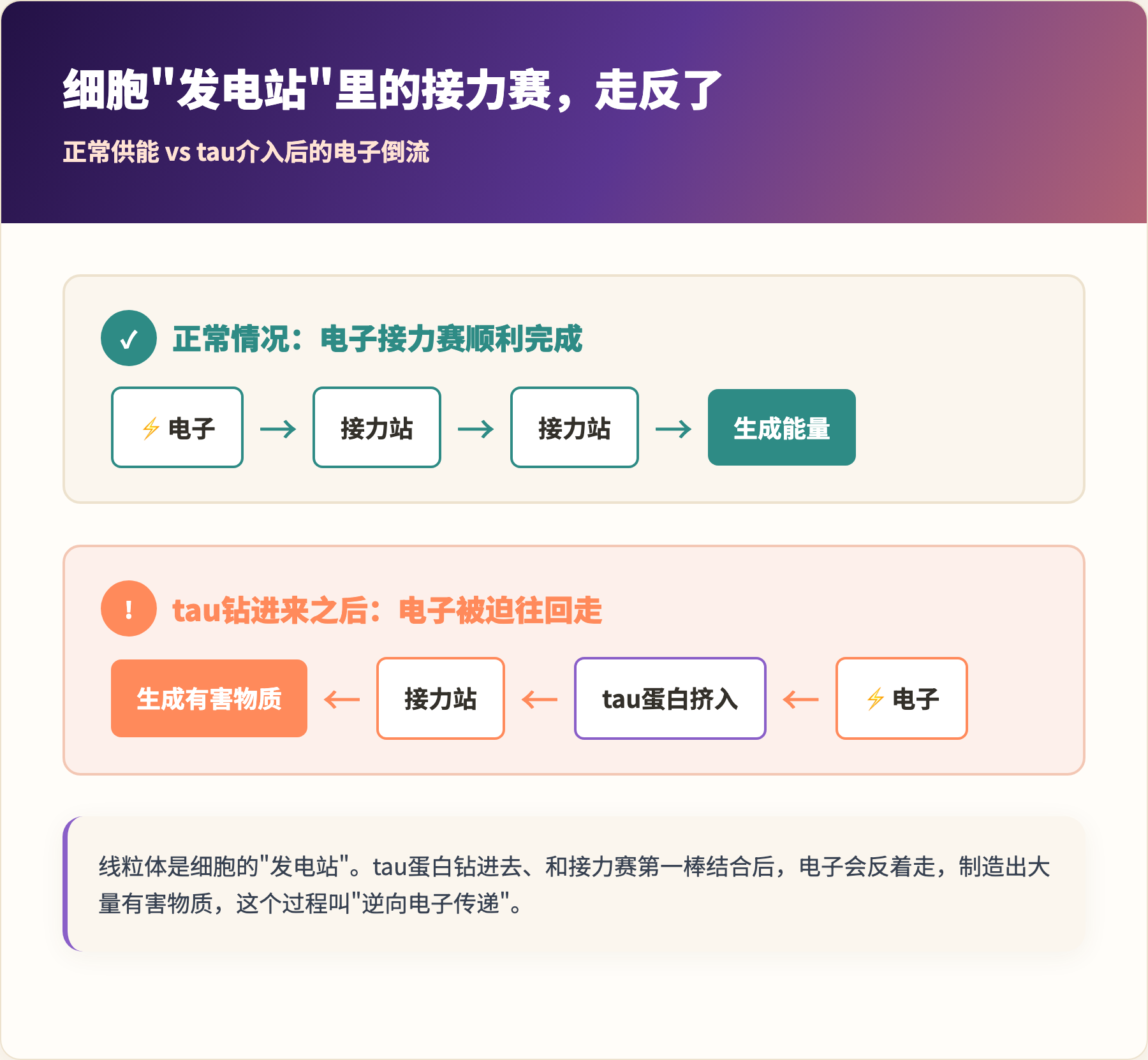 细胞发电站里的接力赛，走反了