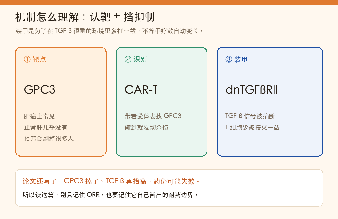 机制卡：GPC3 识别 + TGF-β 挡板