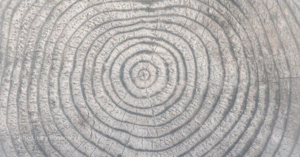Tree rings forming concentric circles, symbolizing cycles of growth and maturation over time.