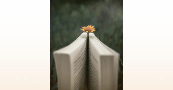 An open book with a flower between fields, symbolizing pause, and gradual movement through loss.