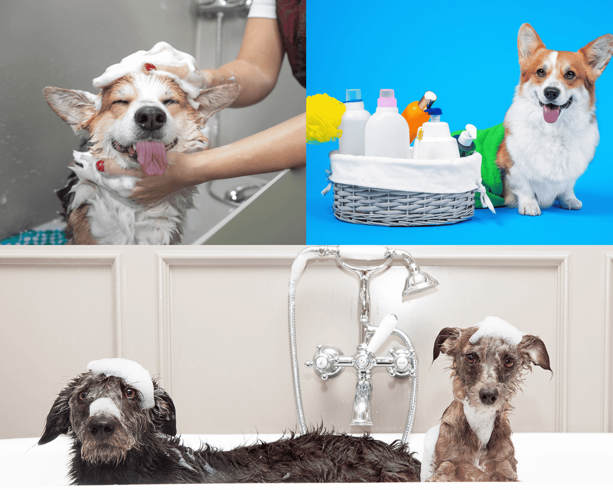 What is the Best Brand of Shampoo for Dogs?