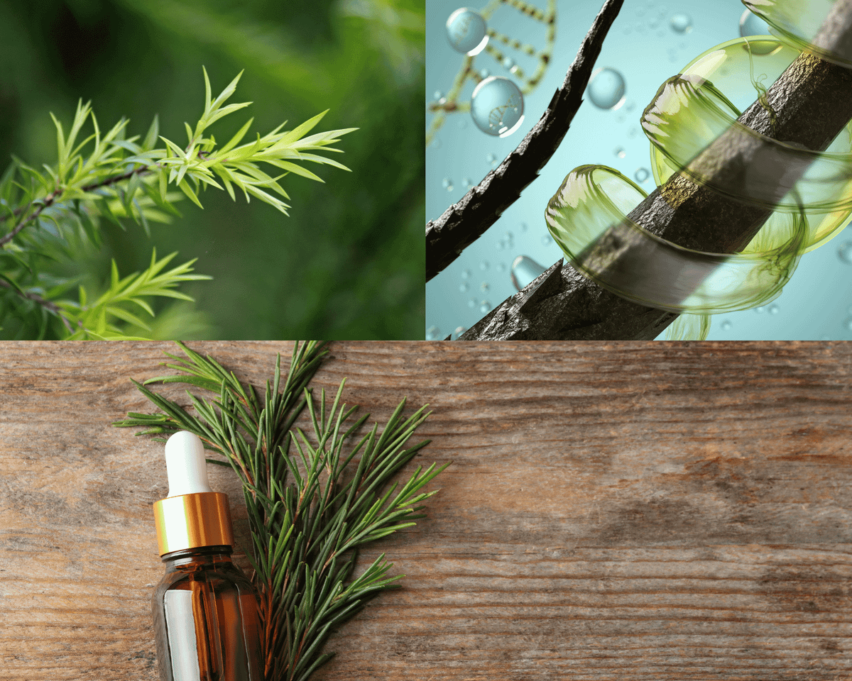 What are the benefits of tea tree oil shampoo?