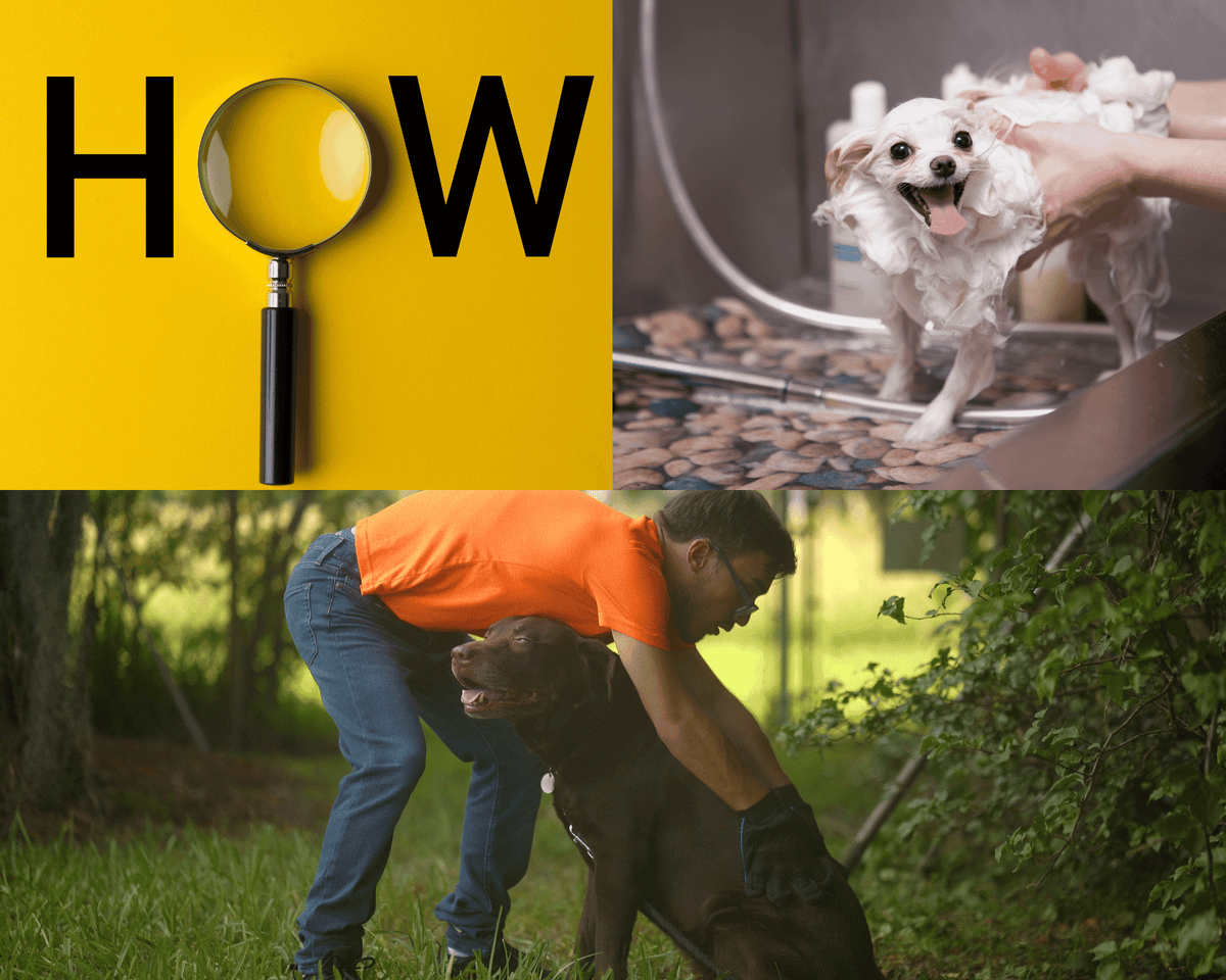 How to Use DeShedding Shampoo on Dogs?