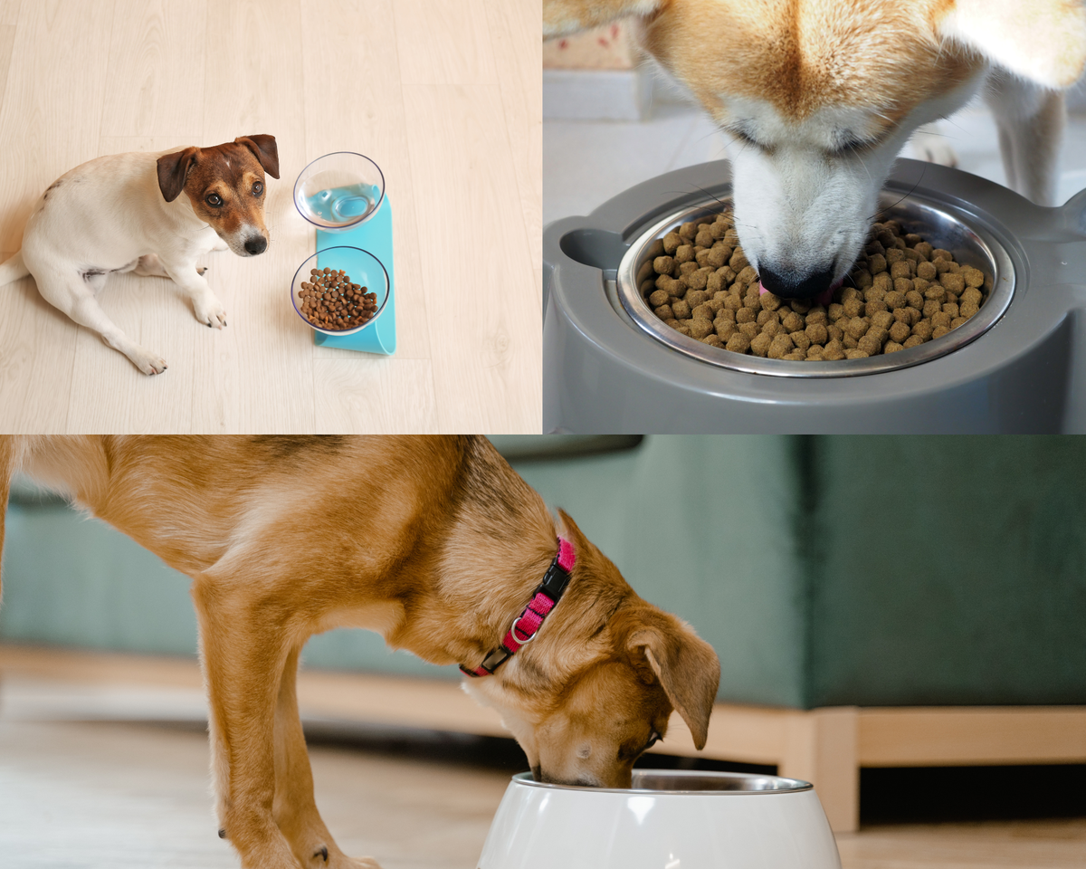 Best Slow Feeder Dog Bowls That Will Transform Mealtime for Your Furry Friend