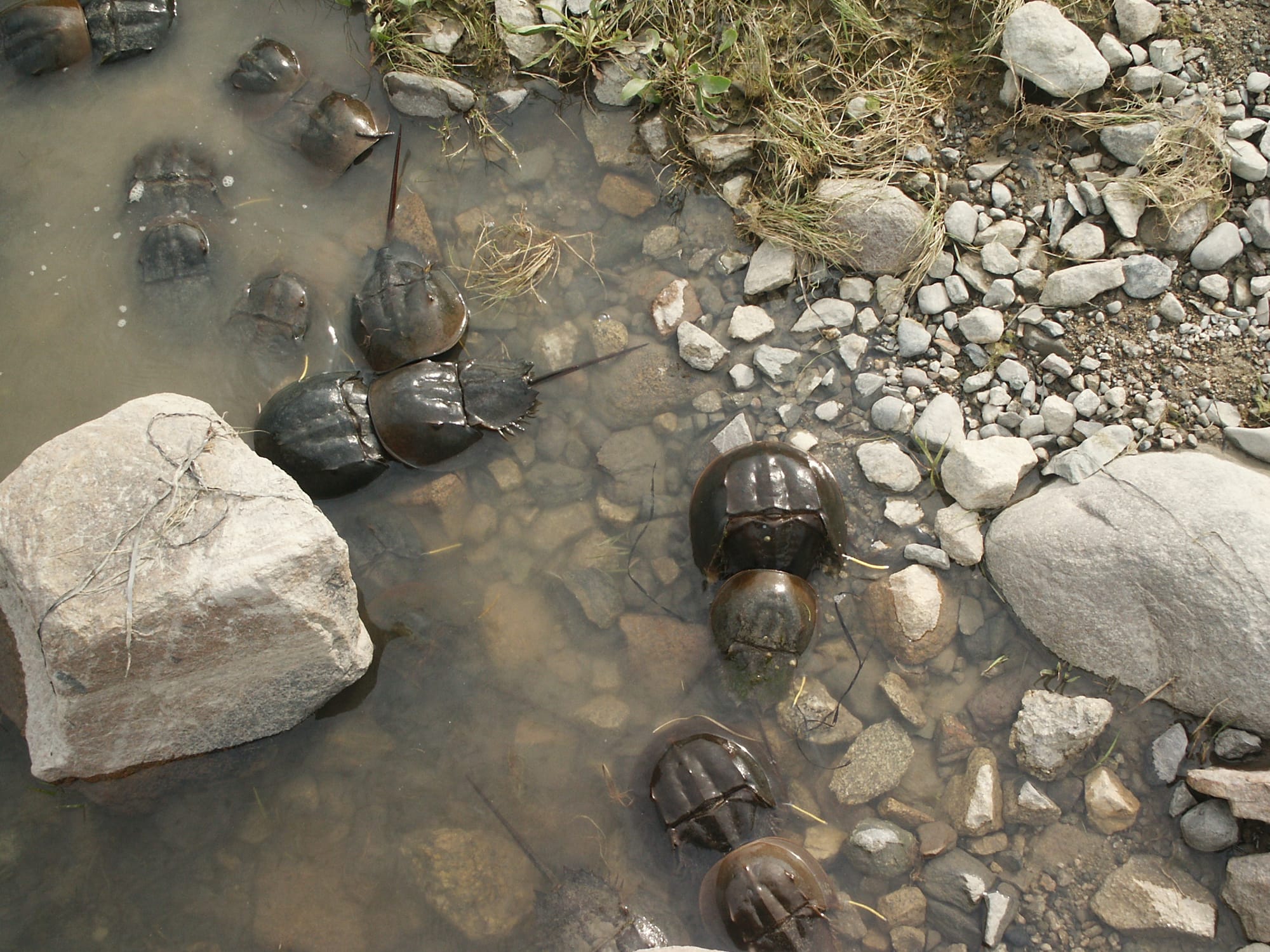 Travels with Limulus