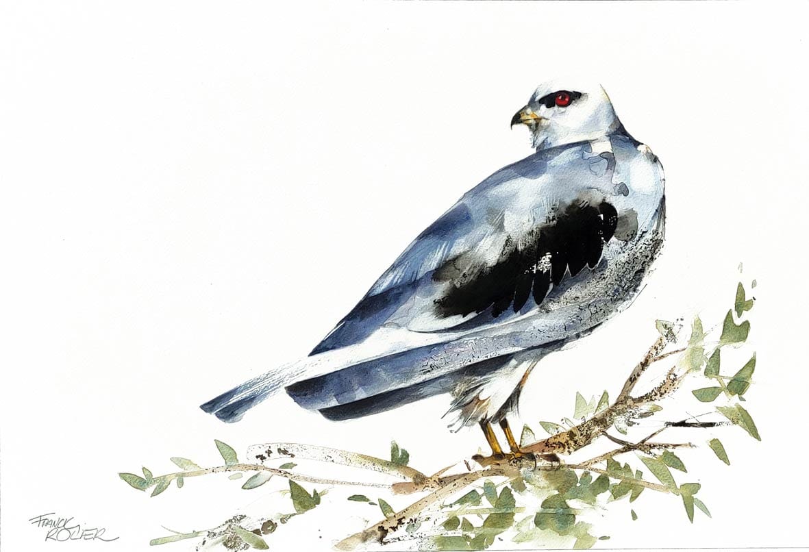 Franck Rollier artwork