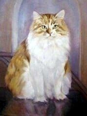 Ginger and white Persian -