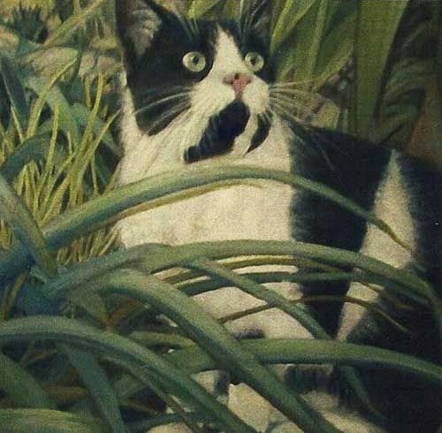 Feral cat care -