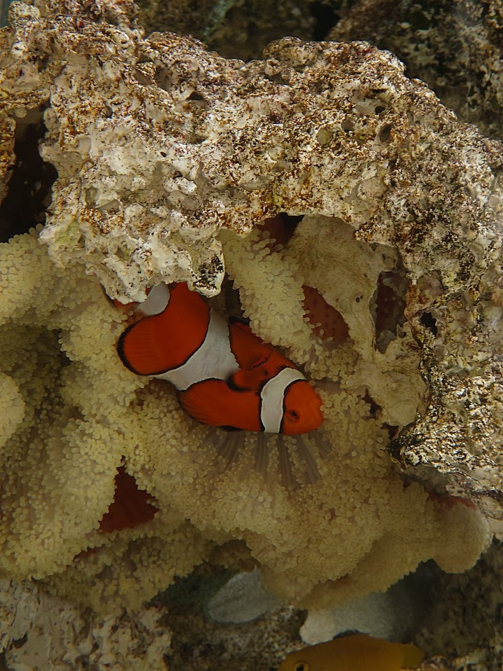 倒轉𢯎痕小丑魚