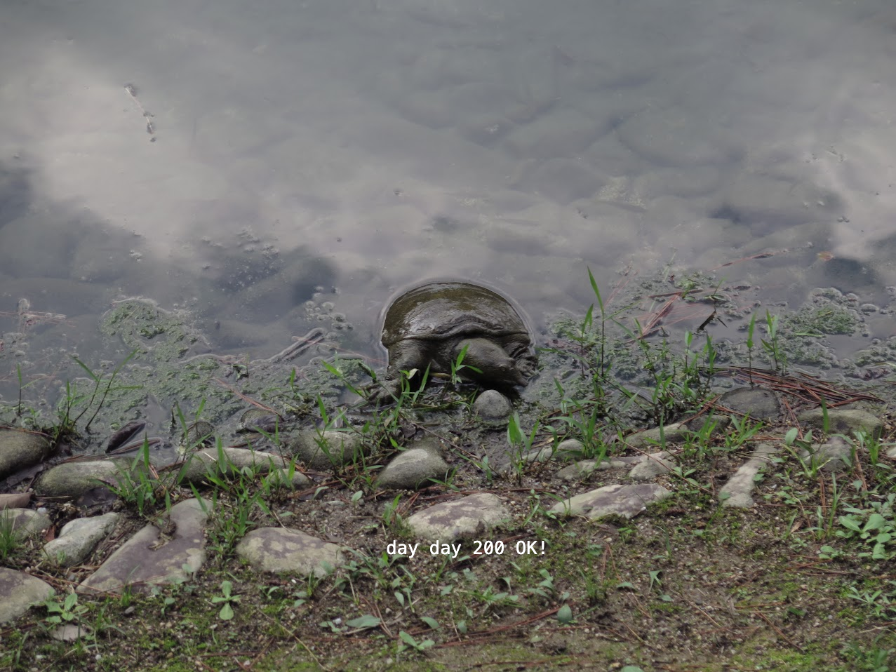 栗林公園 - 隻水魚爬咗上嚟⋯⋯