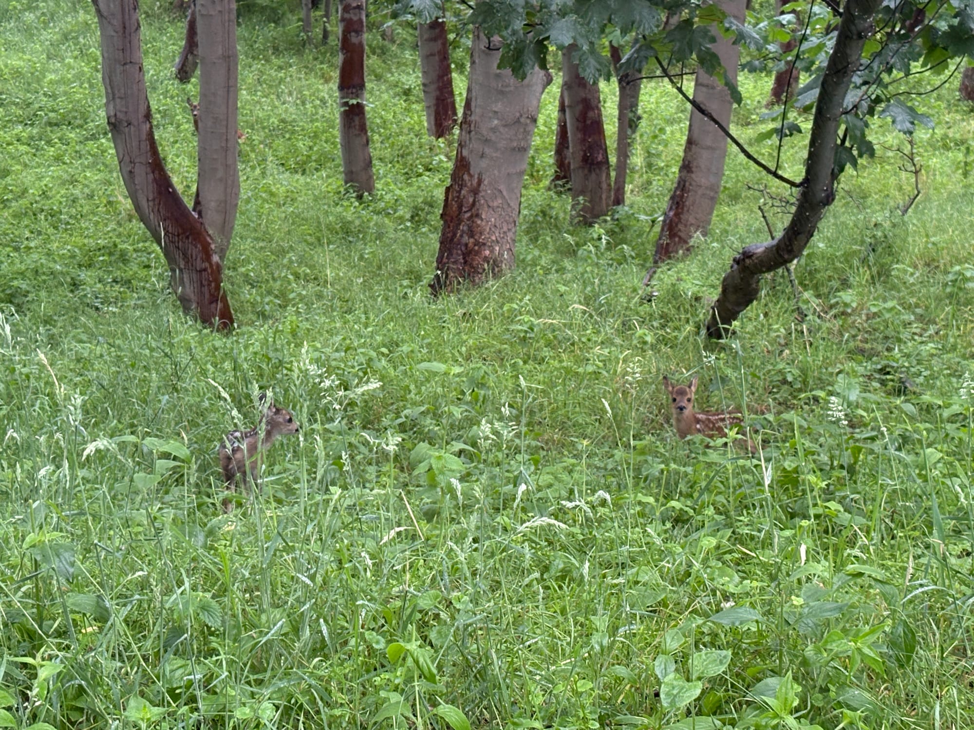 Two fawns in long grass