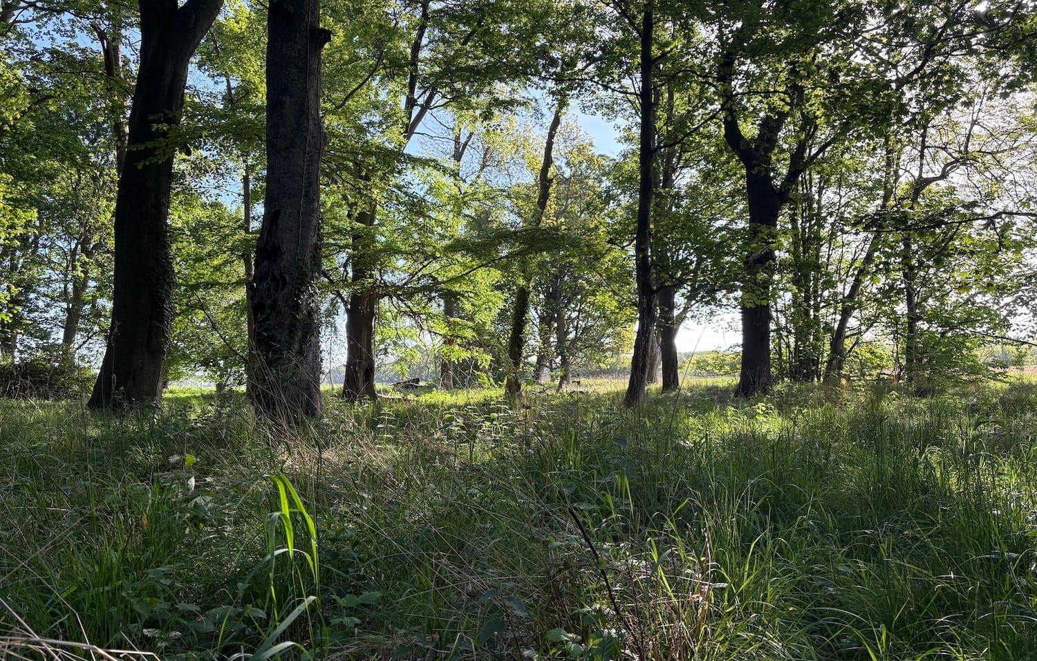 A sunlit deciduous woodland