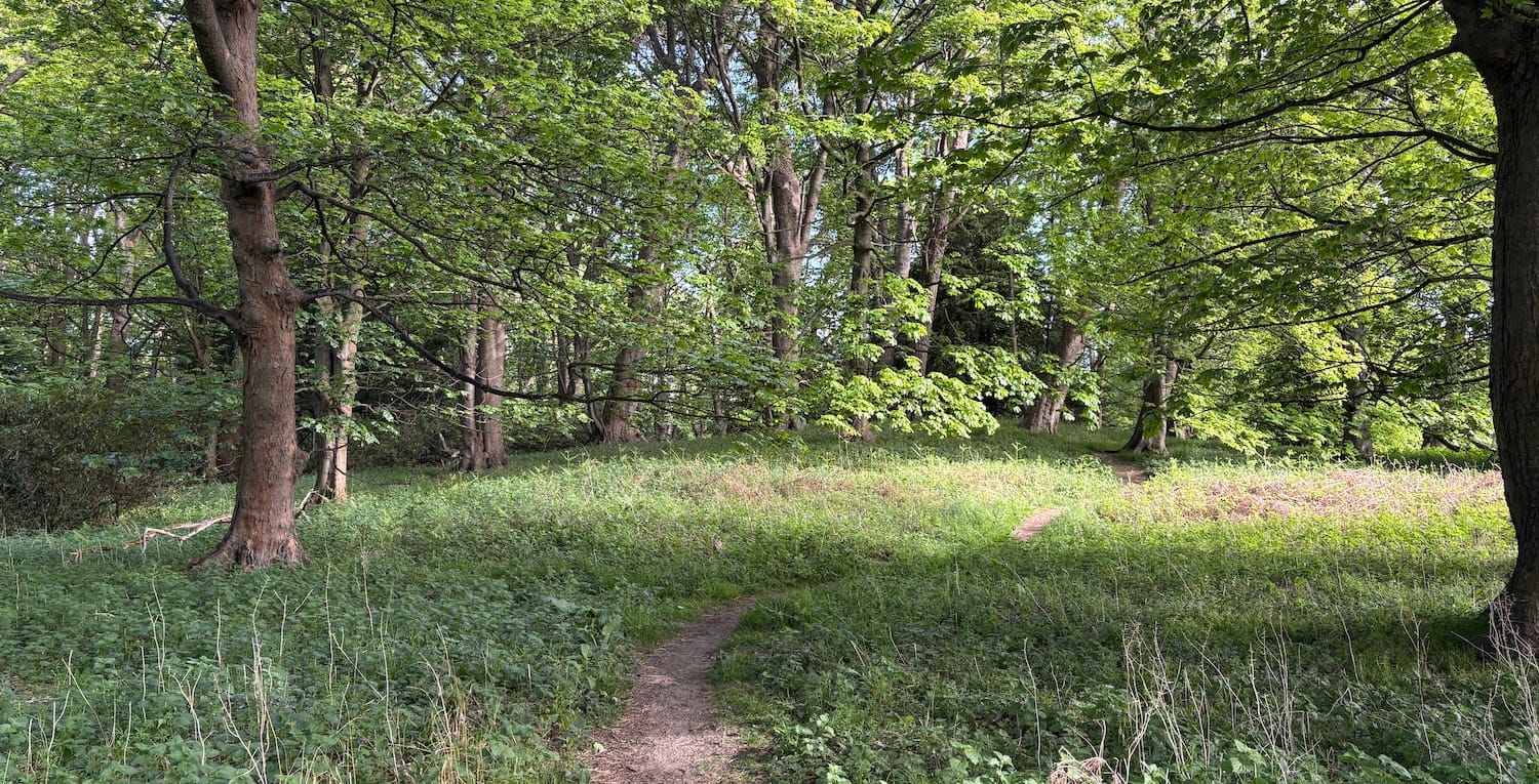 A path through trees in green leaf