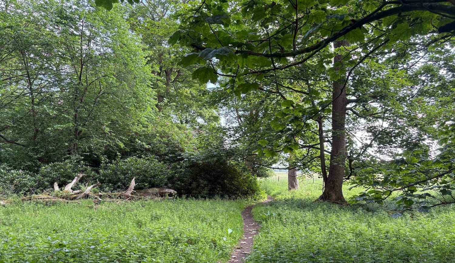A path through green woodland with a large tree on the right.