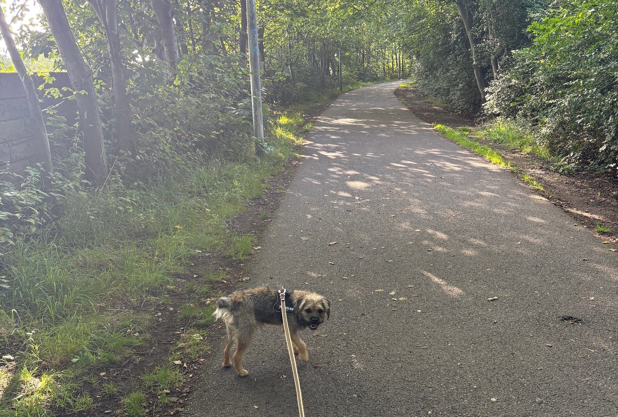 A small border terrier called River, on a railway path edged with green trees