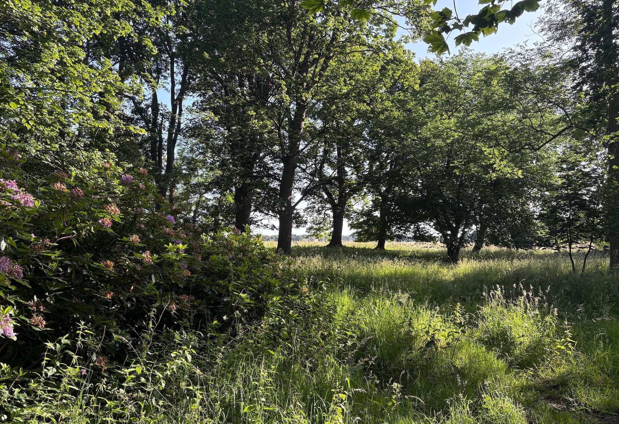 Woodland in sunshine