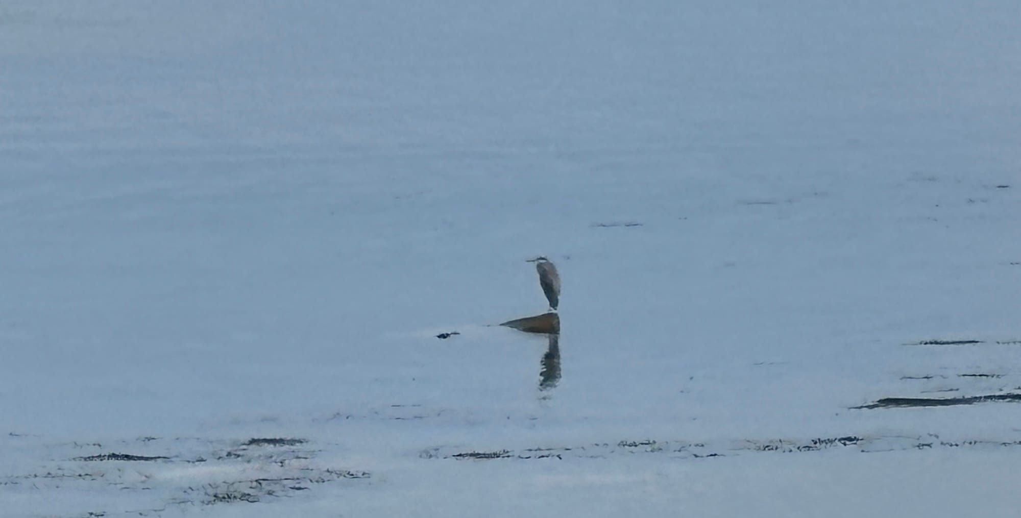 A heron sitting on a rock