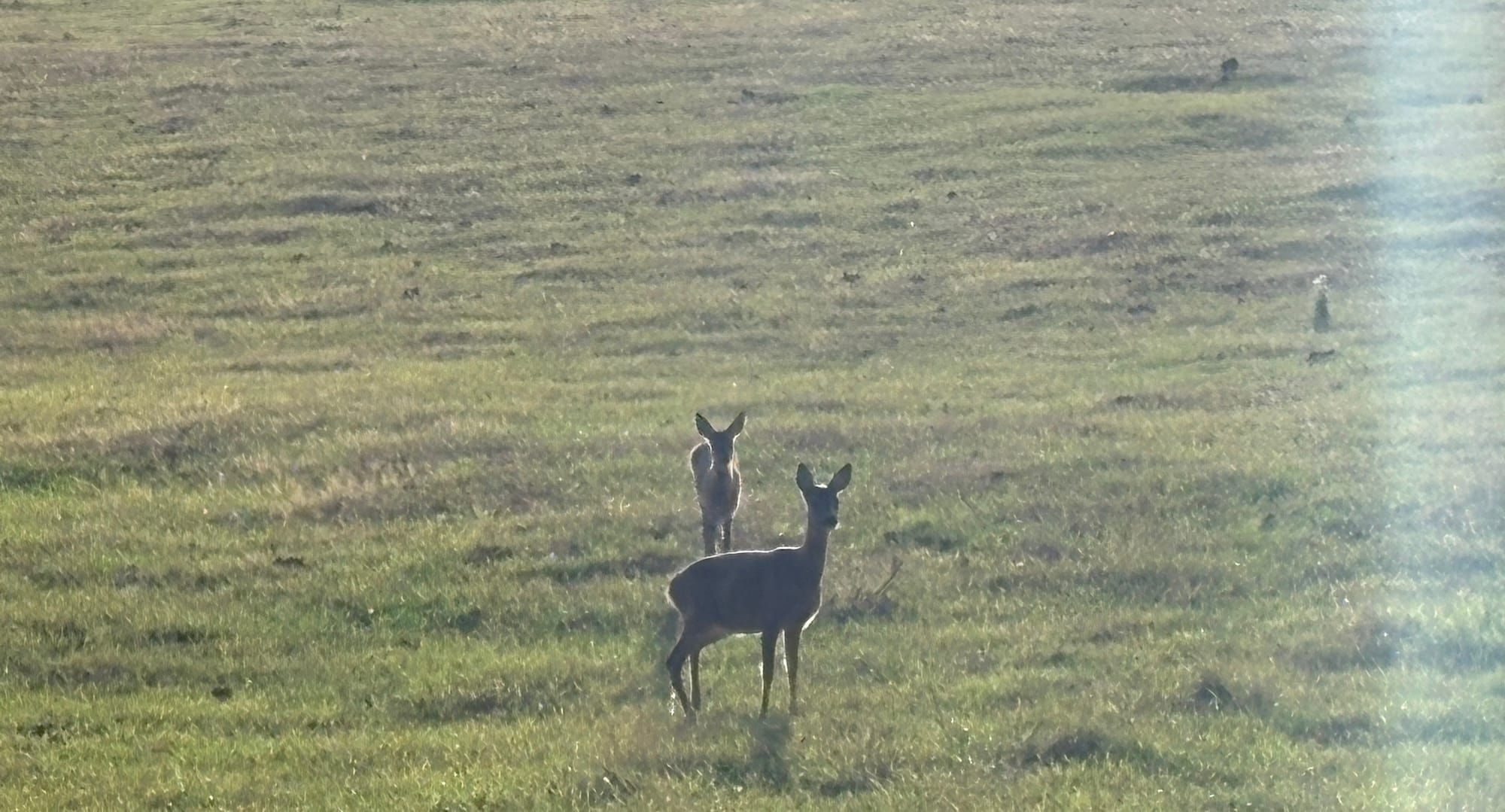 Two deer in a grassy field, backlist by the sun
