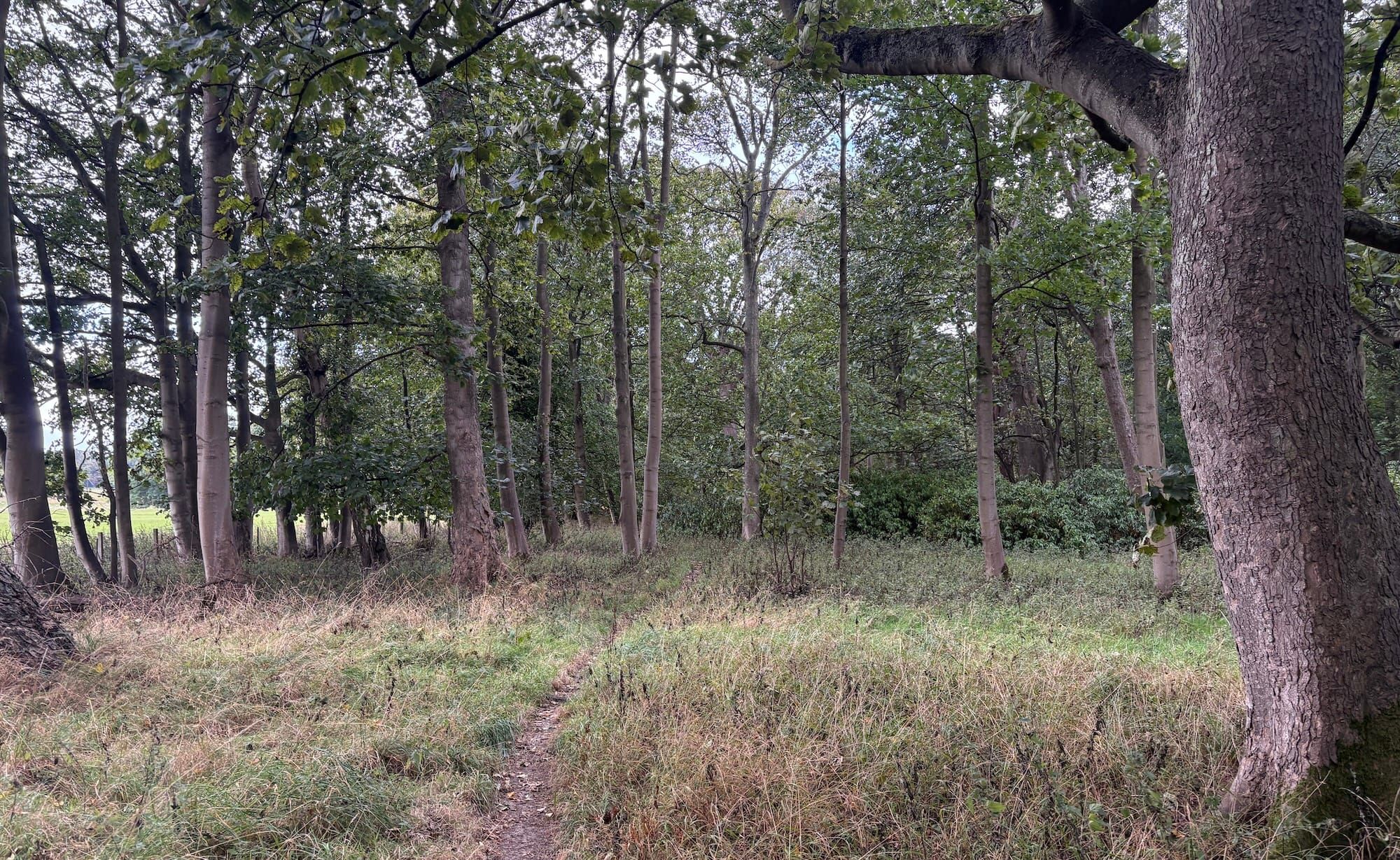 A path through an autumn wood