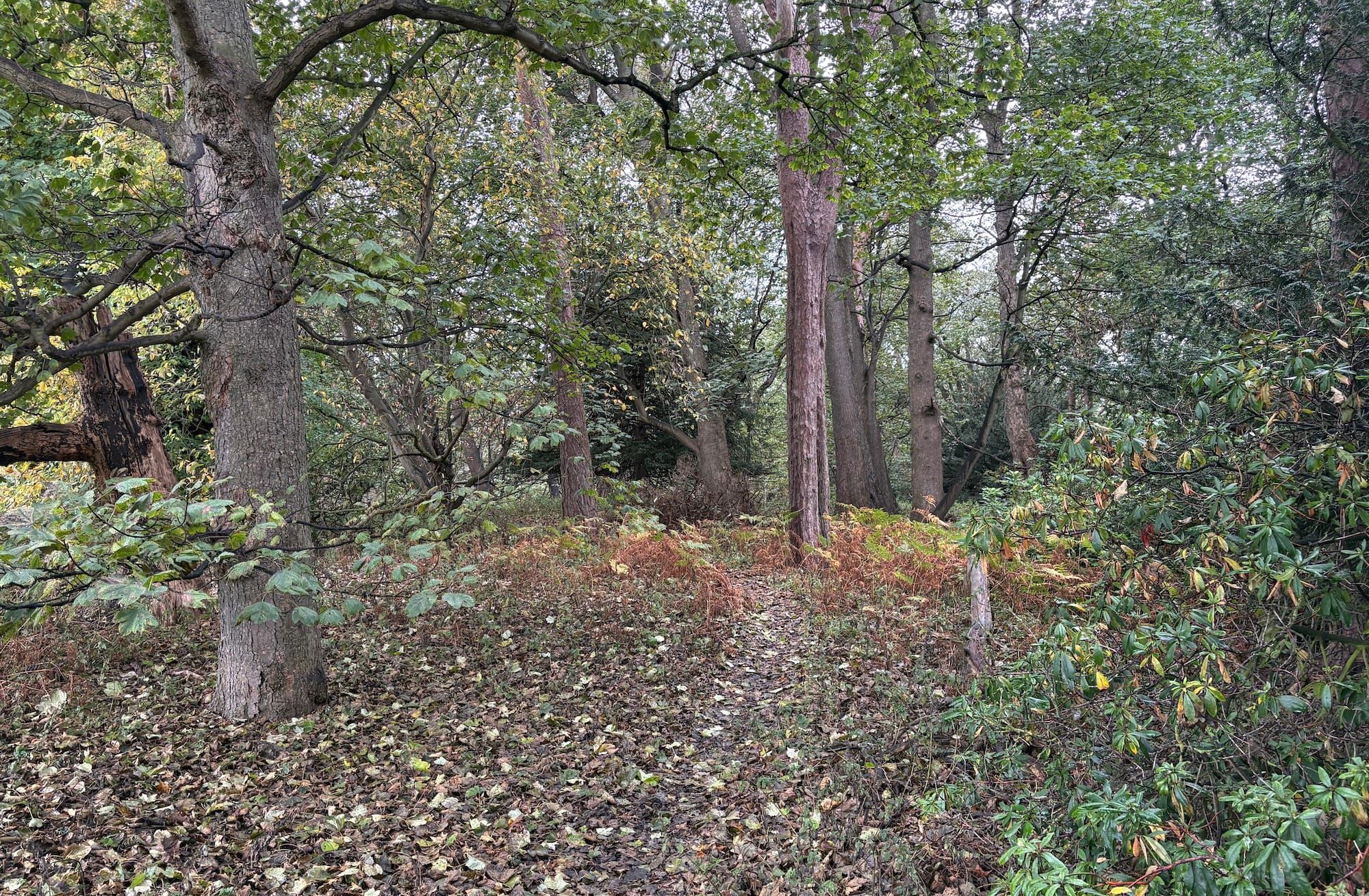 A path through autumnal woods