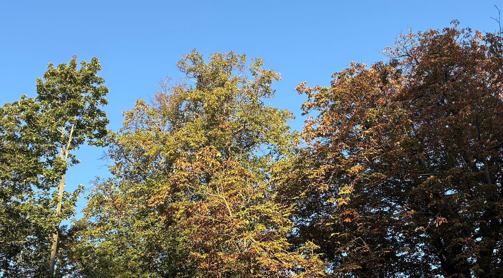 Autumnal trees against a blue sky
