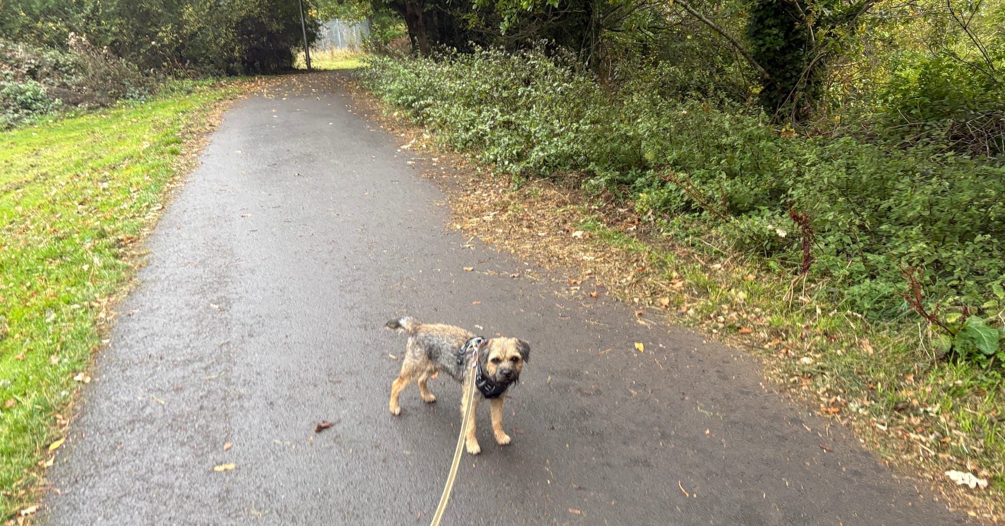 River, a Border Terrier, on a former railway path through trees