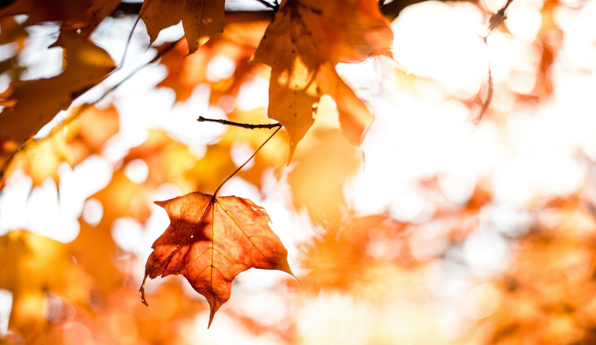 Daynote - Mon 20 Oct