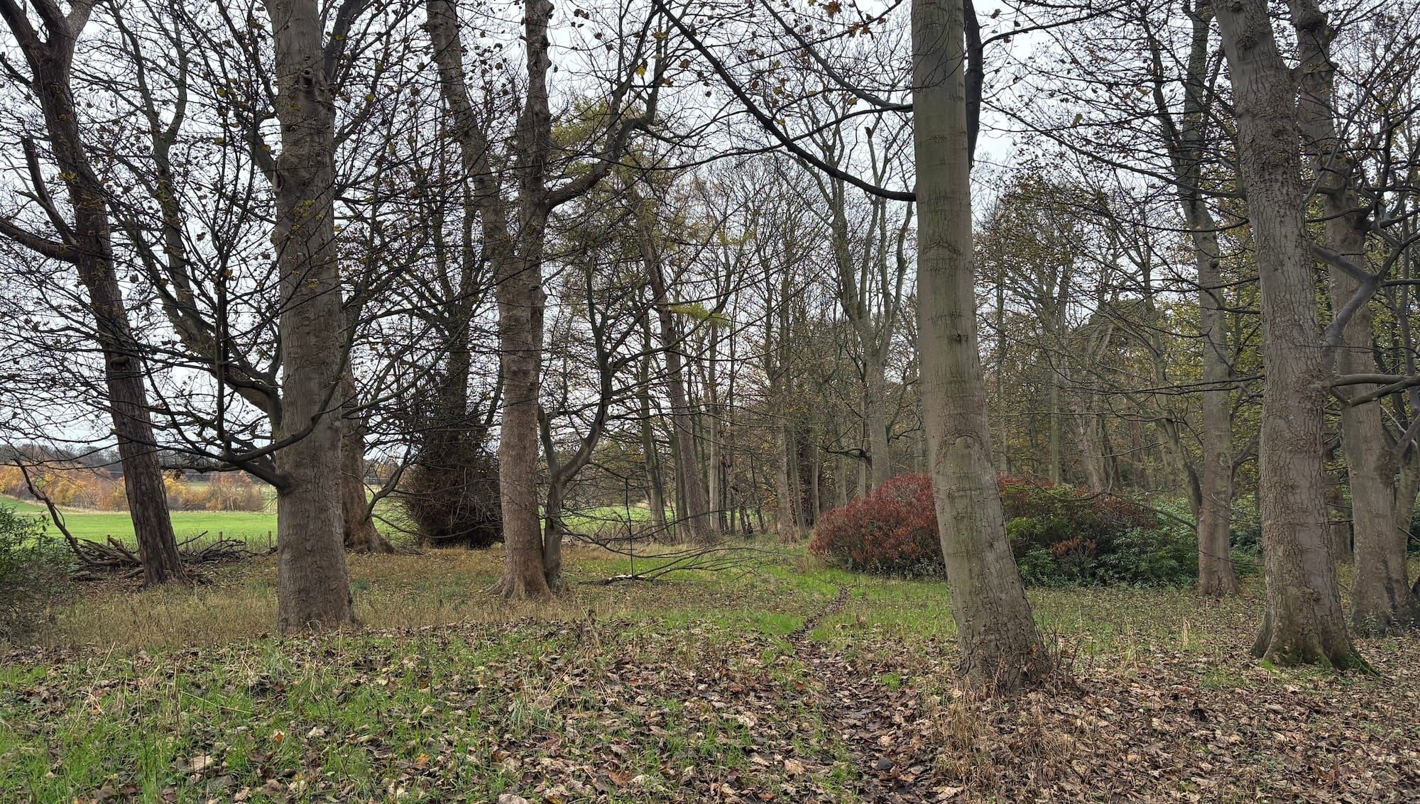 Autumnal woodland with grey skies