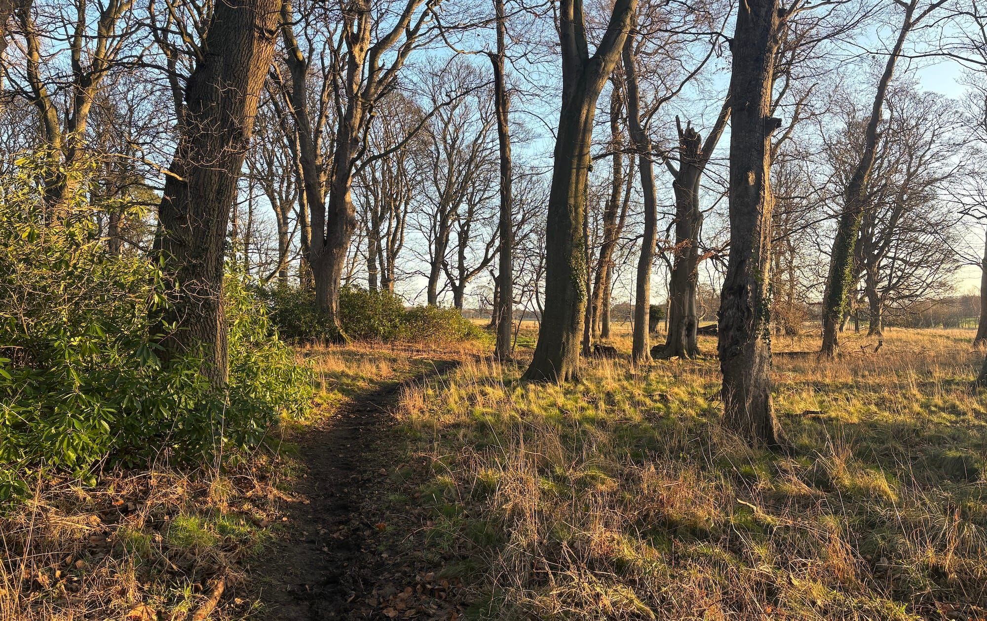 Sunlit woodlands with a path through trees