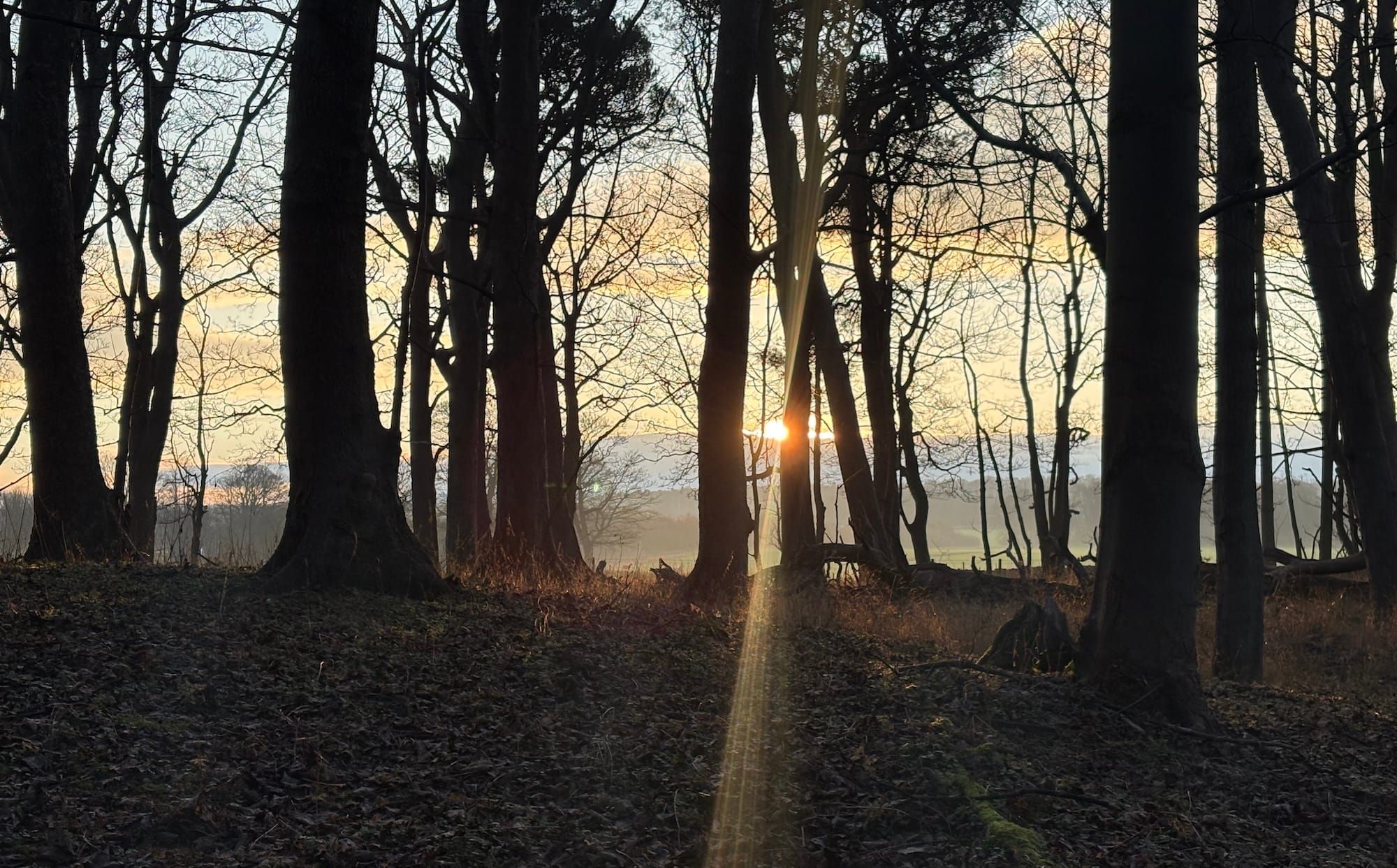 Sunlight through trees with a hazy sky in the background