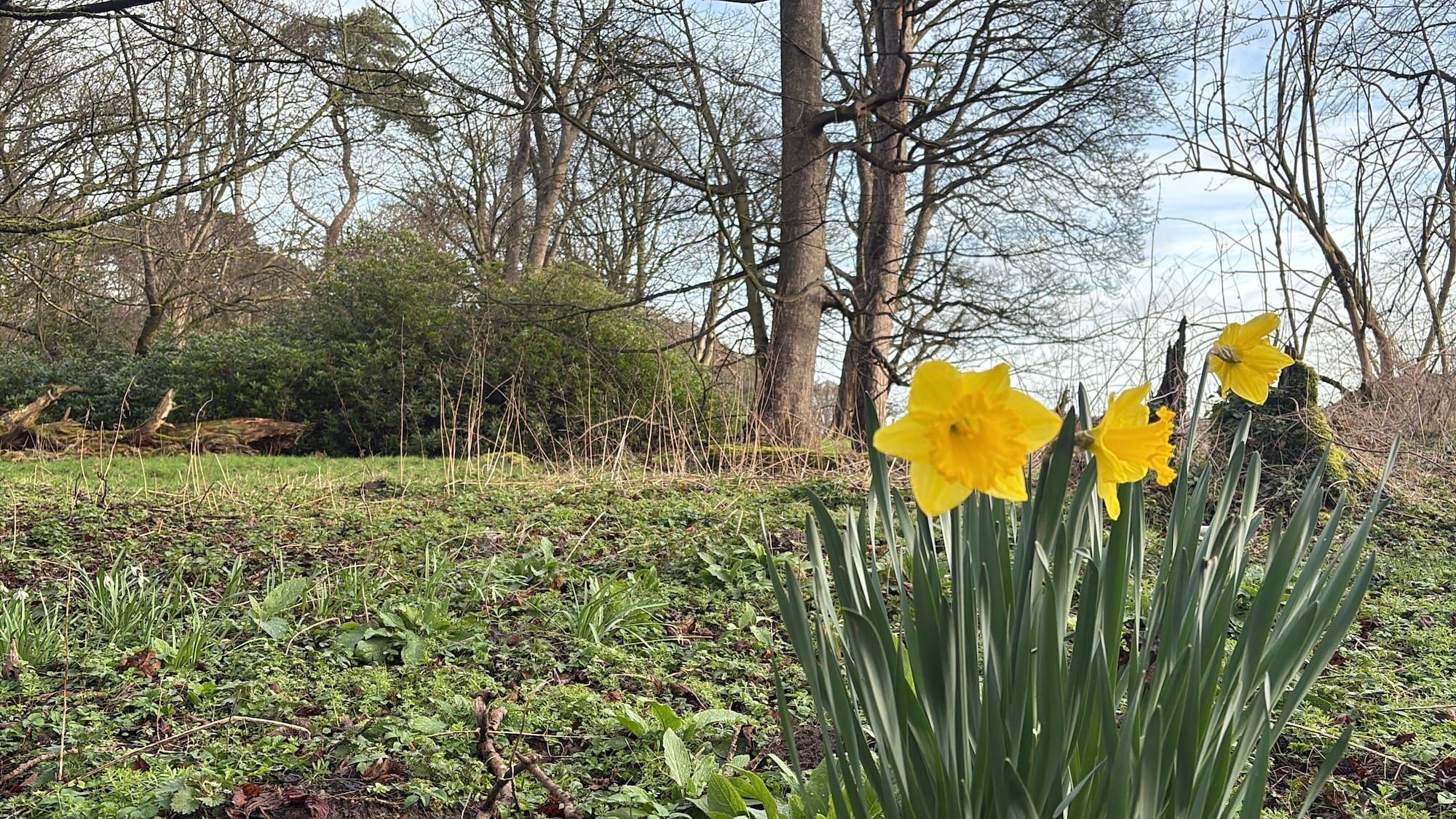 Daffodils in a wood