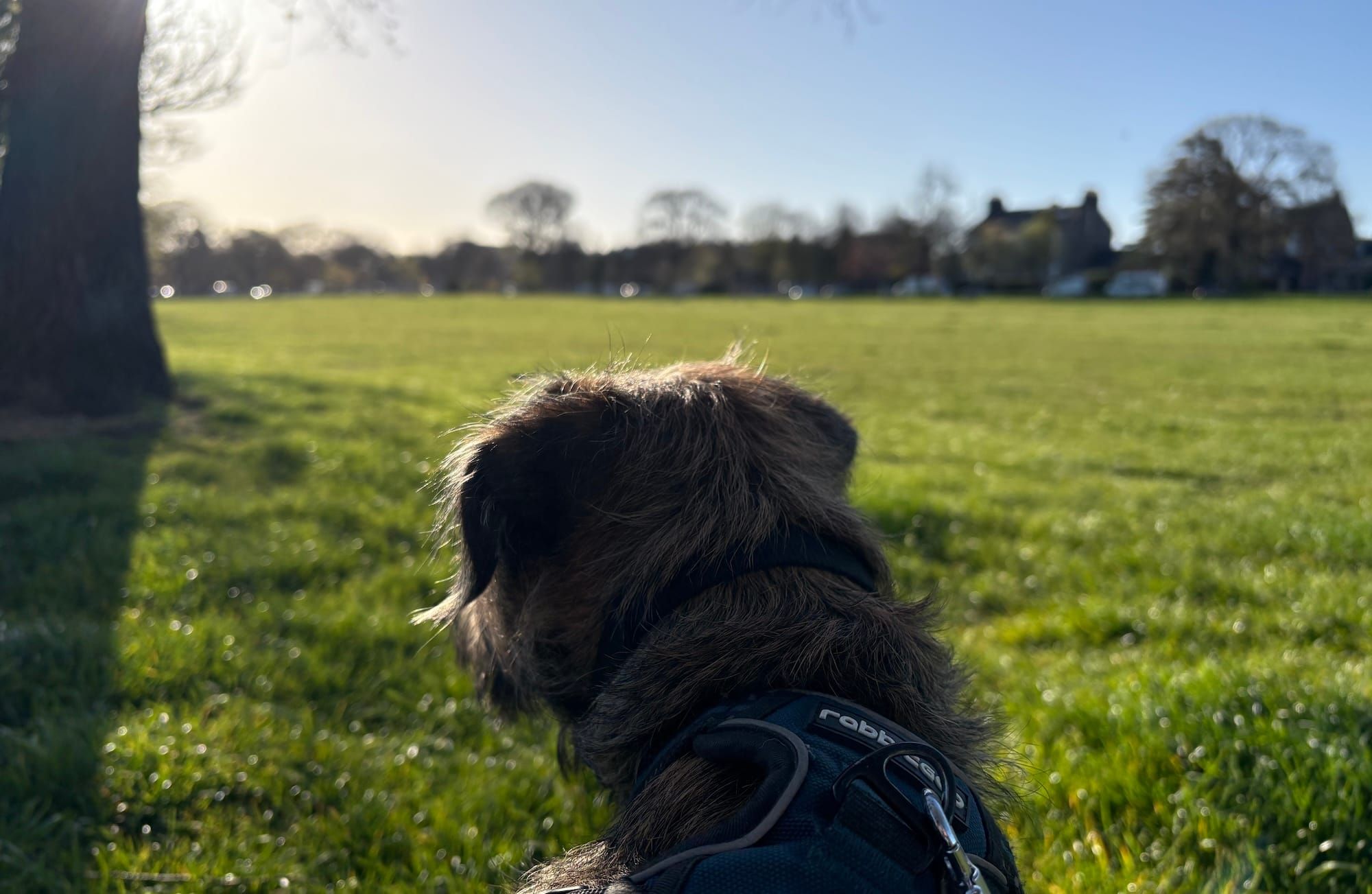 River the Dog on Leith Links, on a sunny morning
