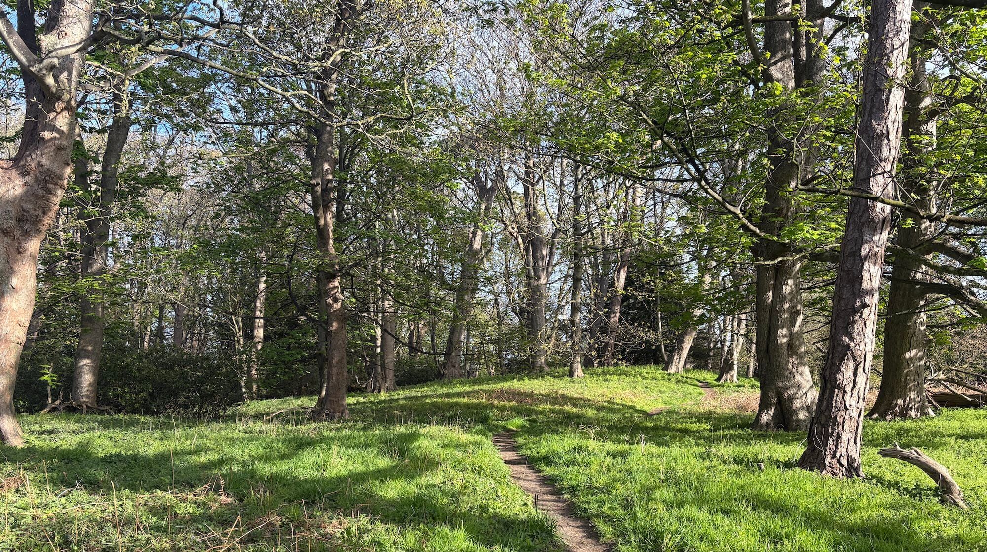 A path through spring woodland