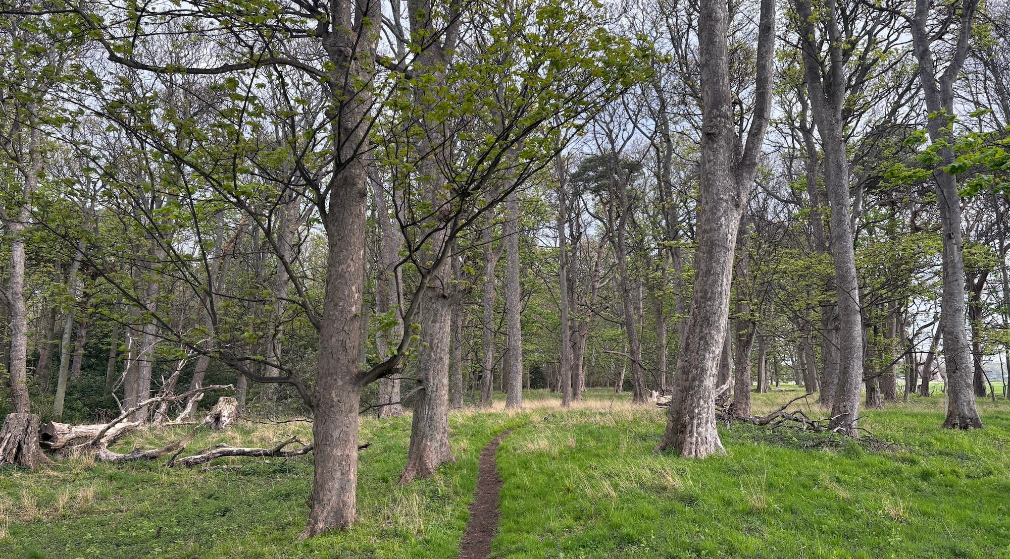 A path through woods under a grey sky