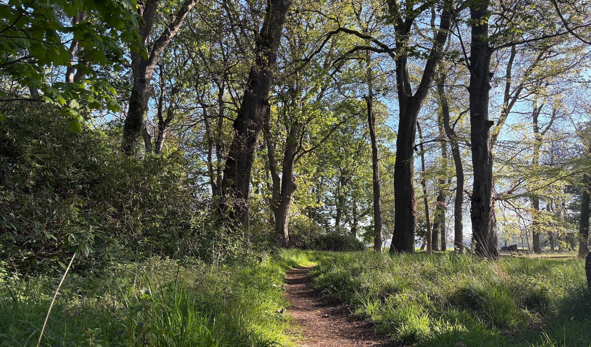 Green woods and blue sky