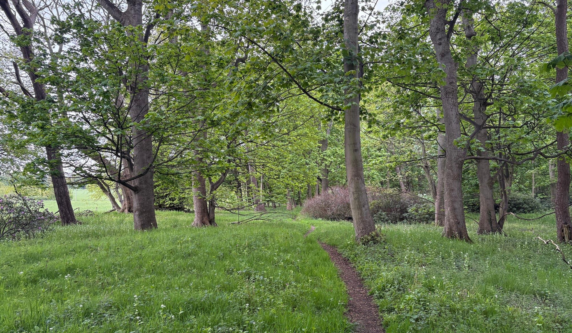 Green woods with a path leading through the trees.