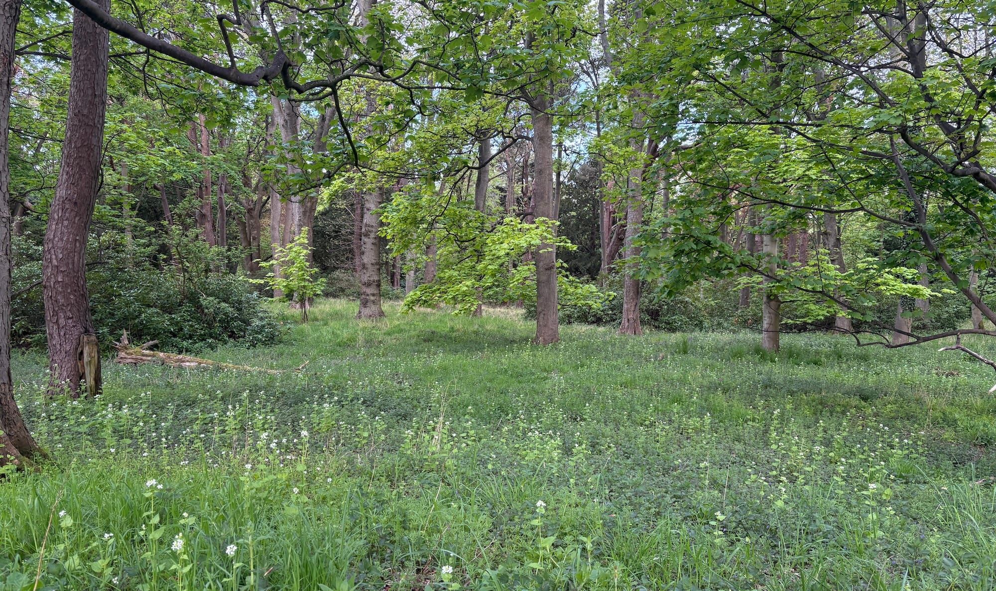 Green woodland and undergrowth
