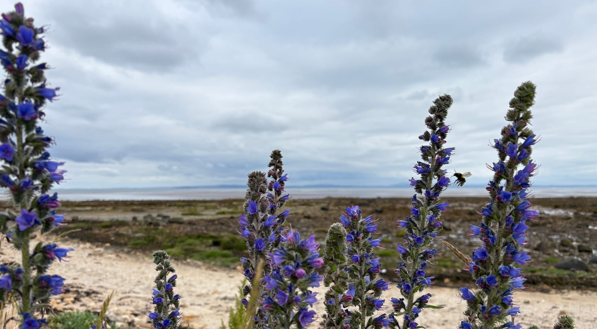 Blueweed at the beach, with a bee foraging for nectar