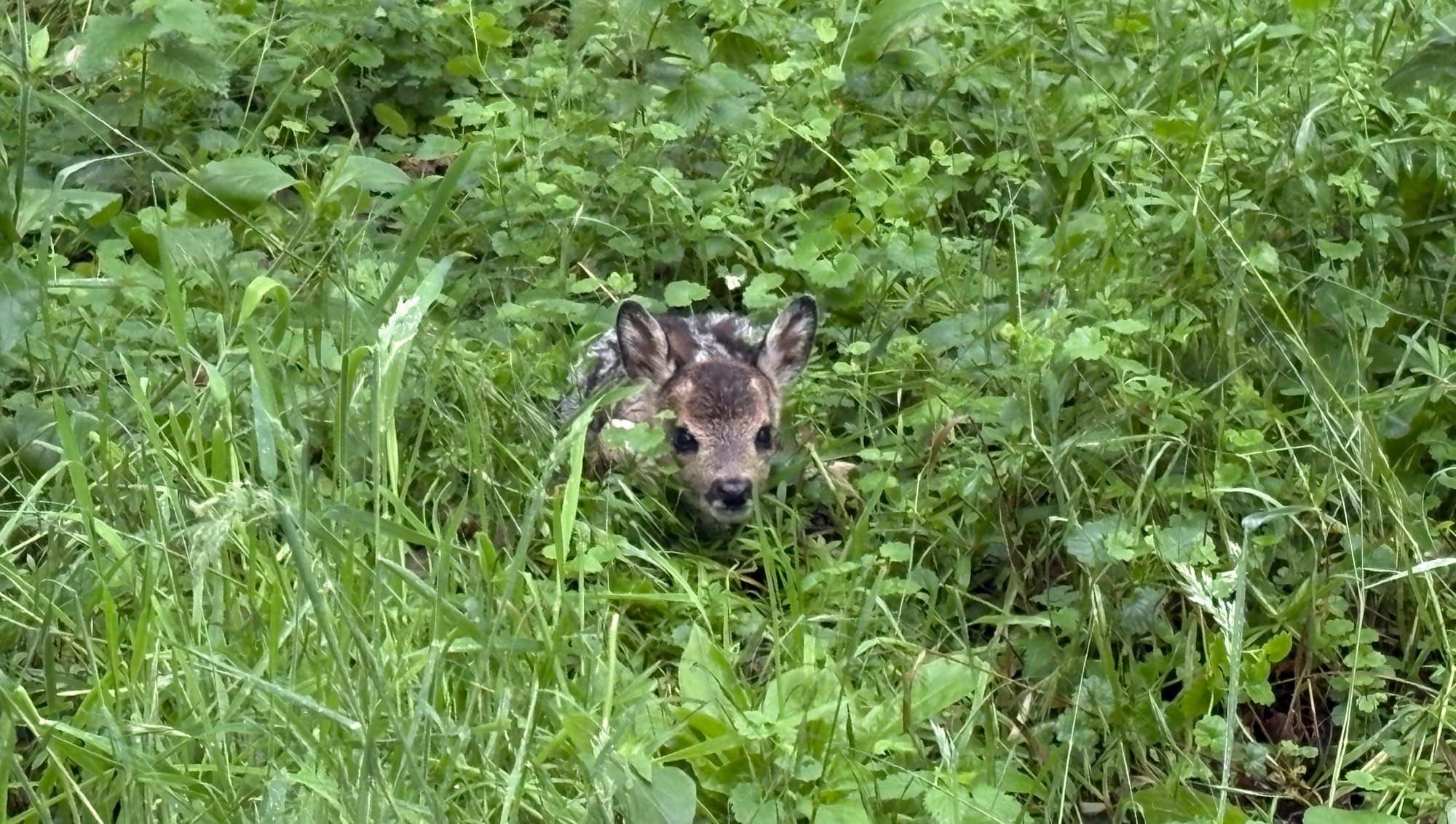 A fawn hiding in long grass