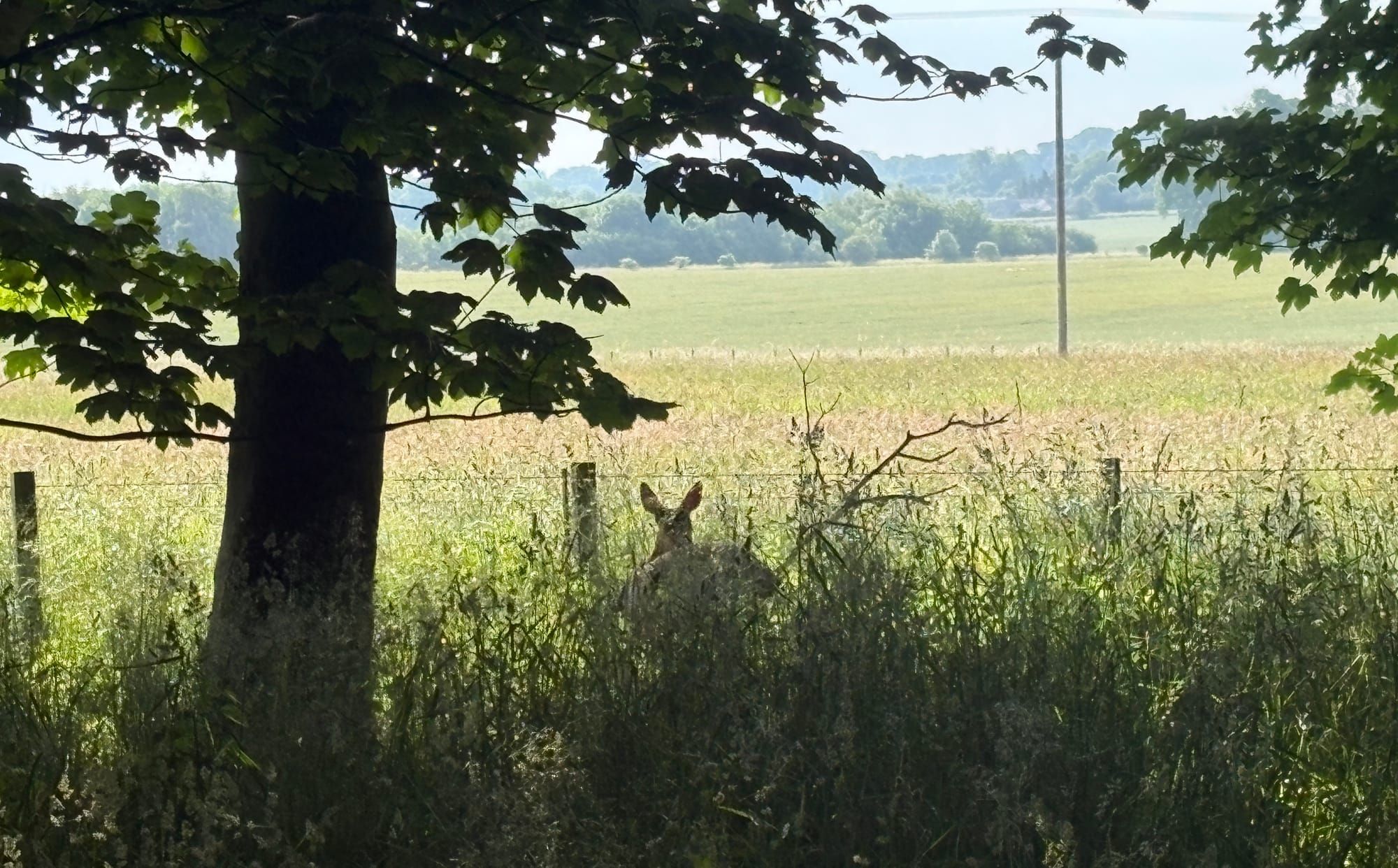 A deer in front of a sunlit field, partially hidden by long grass