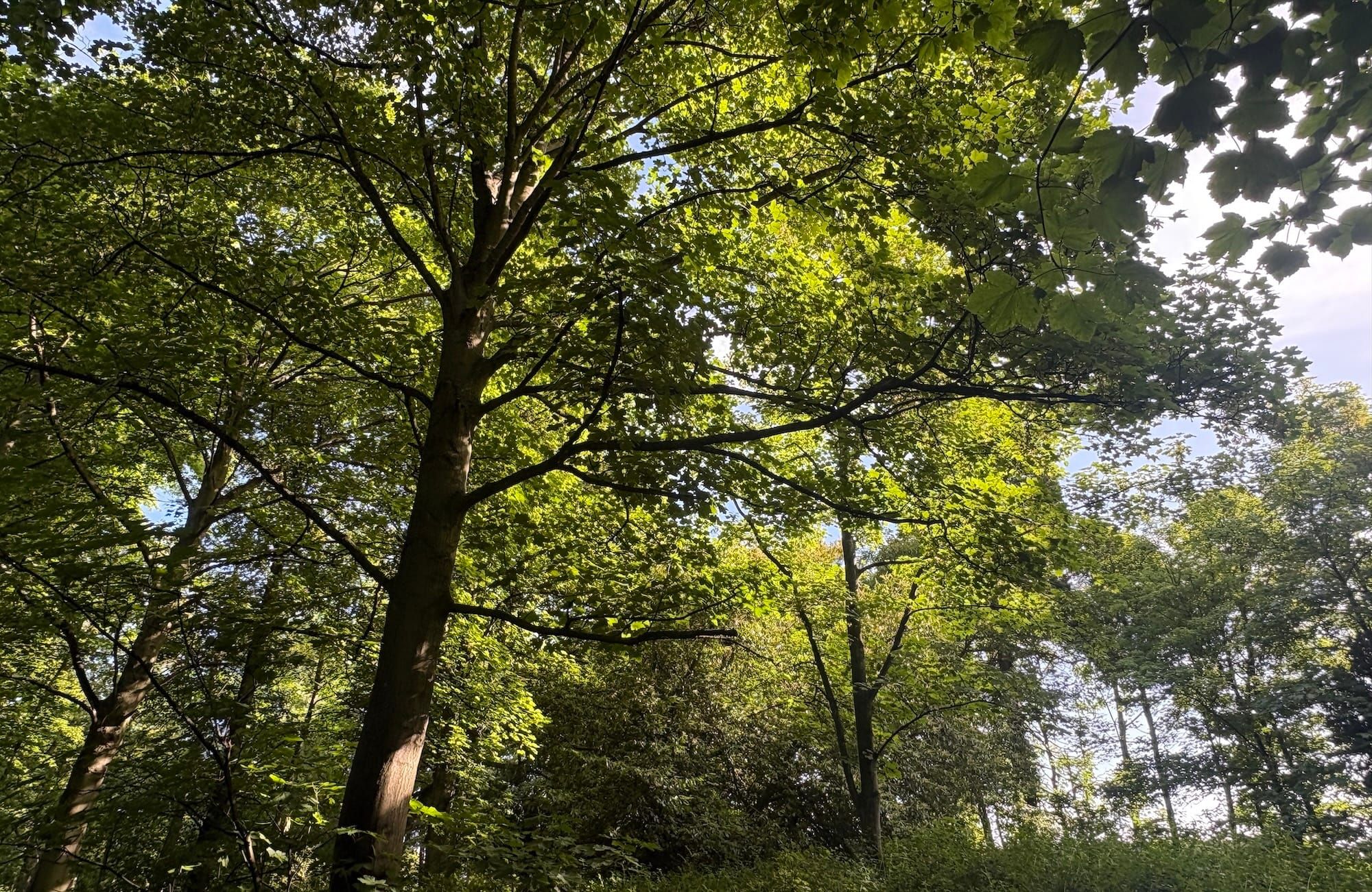 Woodland in sunlight