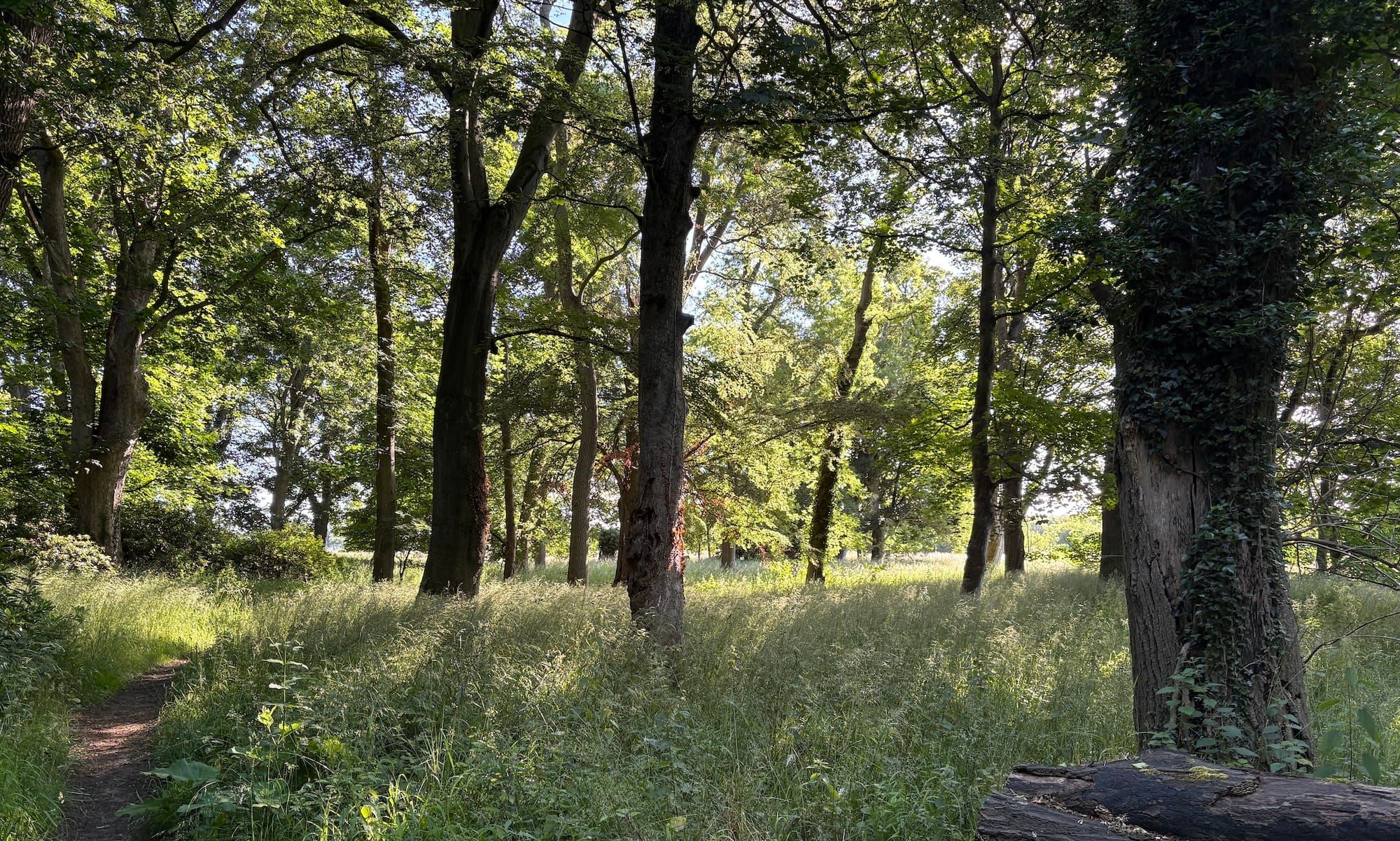 Sunlit woodlands